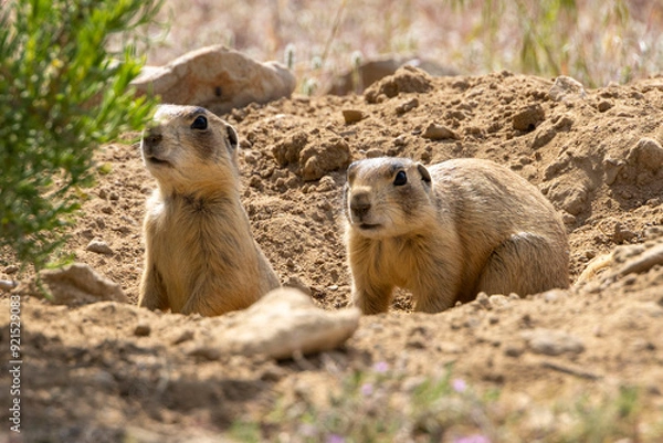 Fototapeta Prairie Dog