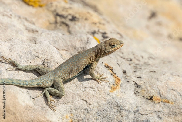 Fototapeta Lizard on a Rock
