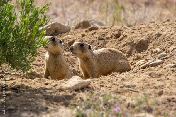 Fototapeta Prairie Dog