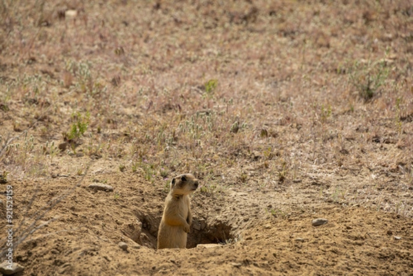 Fototapeta Prairie Dog