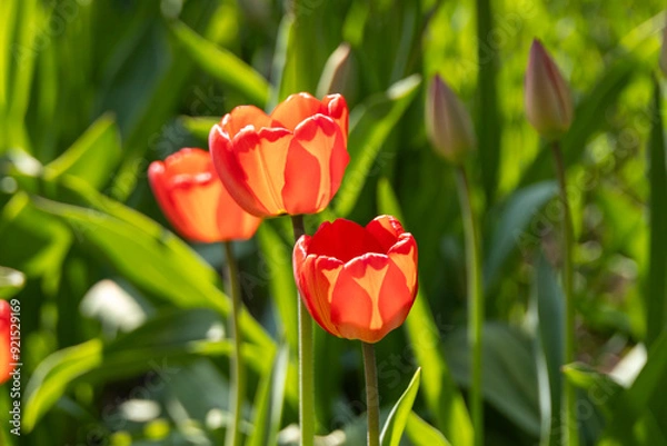 Fototapeta Orange Tulips