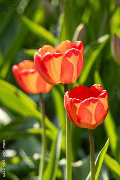 Fototapeta Orange Tulips