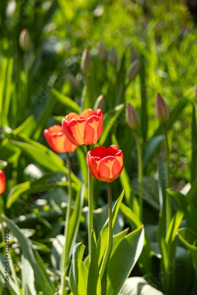Obraz Orange Tulips