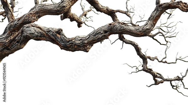 Fototapeta dead tree trunk in transparent background
