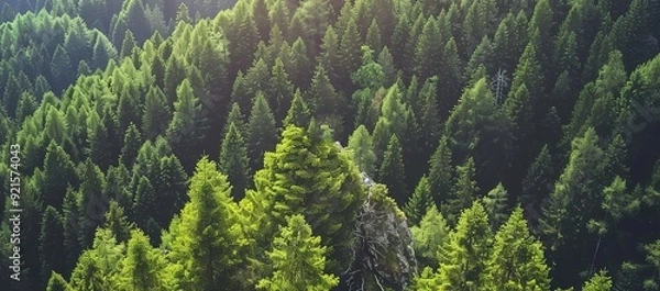 Fototapeta dense and sprawling pine trees 