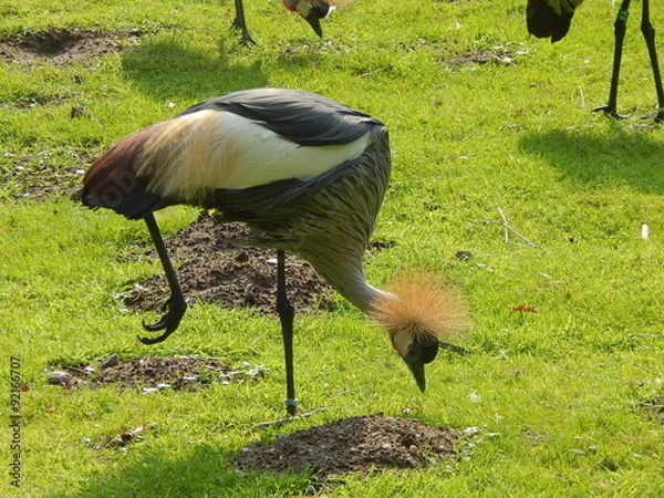 Obraz Südafrika-Kronenkranich
