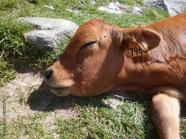 Fototapeta Veau