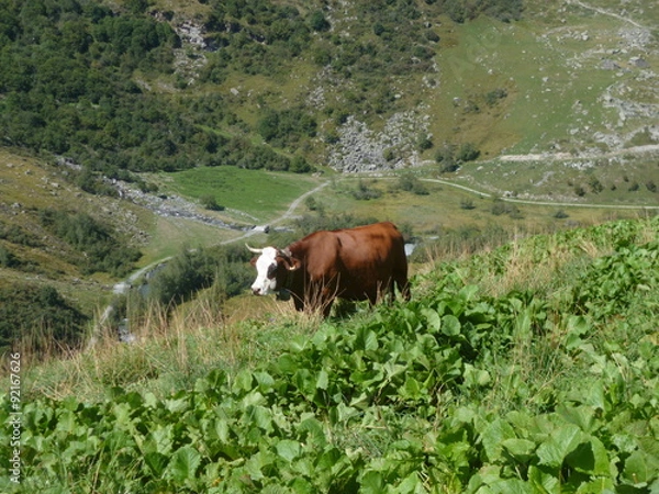 Fototapeta Vache d'alpage