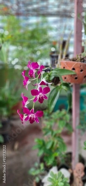 Obraz Purple orchid in the garden