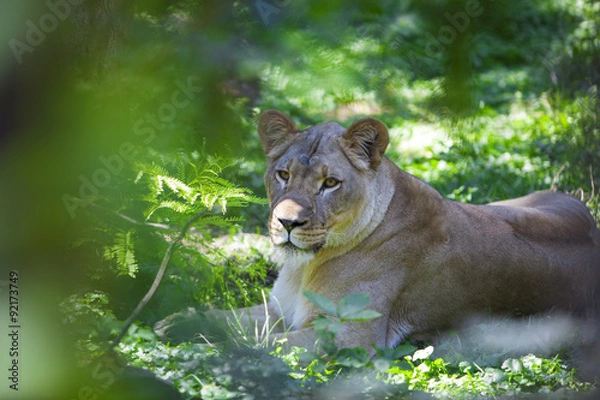Obraz Lioness in the Jungle