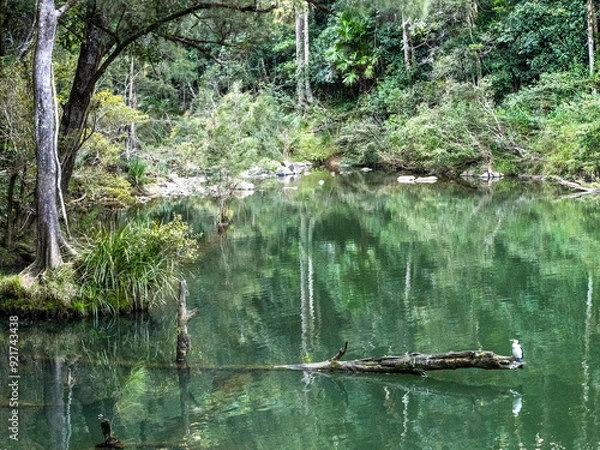 Obraz Platypus Pool - Broken River, Eungella, Queensland, Australia