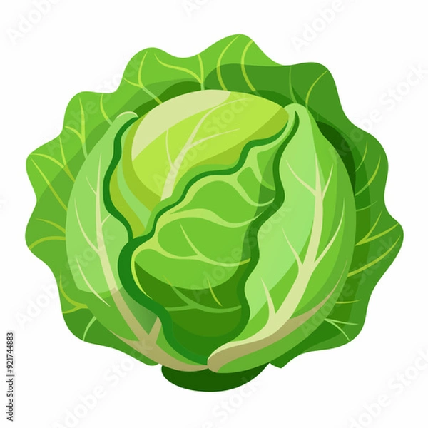 Fototapeta Cabbage art vector illustrator
