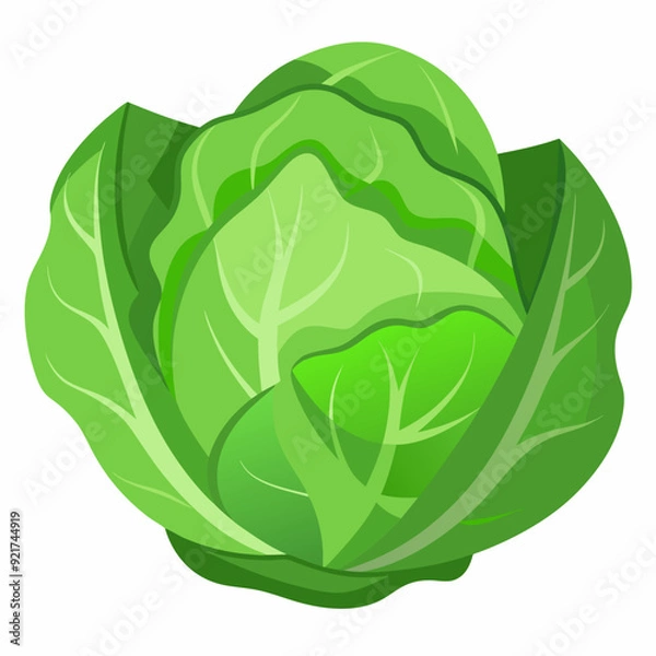 Fototapeta Cabbage art vector illustrator