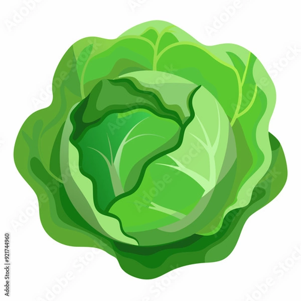 Fototapeta Cabbage art vector illustrator