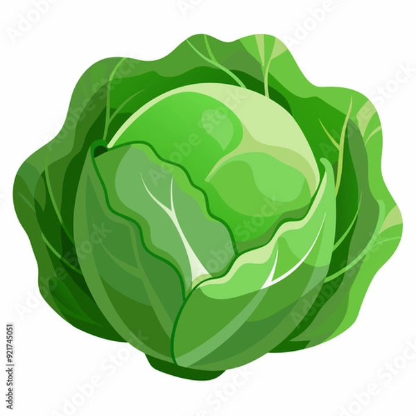 Fototapeta Cabbage art vector illustrator