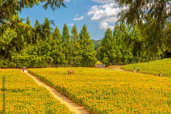 Obraz ひまわり畑(世羅高原農場 ,広島県世羅郡世羅町)