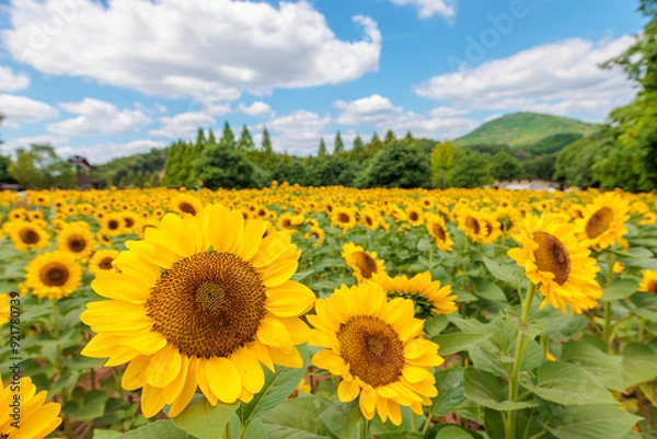 Obraz ひまわり畑(世羅高原農場 ,広島県世羅郡世羅町)