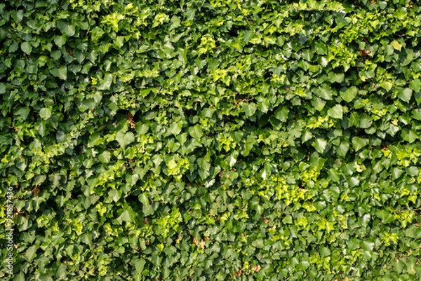 Fototapeta Dense green ivy covering an entire wall, creating a lush natural background