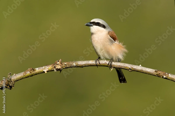Fototapeta male Red-backed shrike on its nesting territory in a forest of oak and thorn bushes at the first light of a spring day