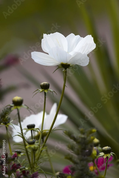 Obraz Cosmos flowers