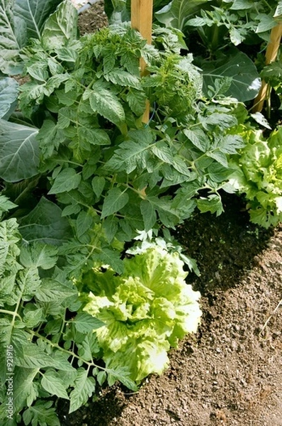 Obraz légume de jardin
