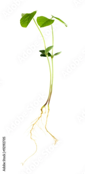 Fototapeta Fresh green sprout isolated on white