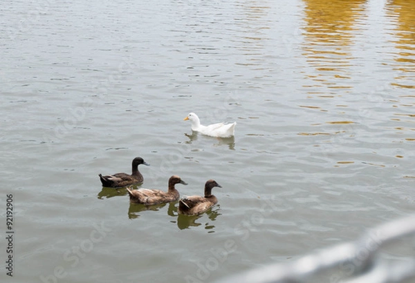 Obraz Ducks in the pond, Family ducks