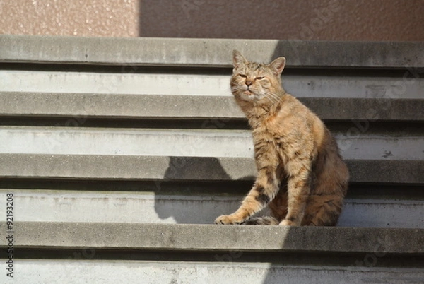 Fototapeta どや顔　にゃんこ　階段で