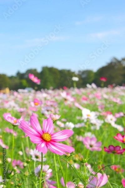 Obraz 昭和記念公園　コスモスまつり