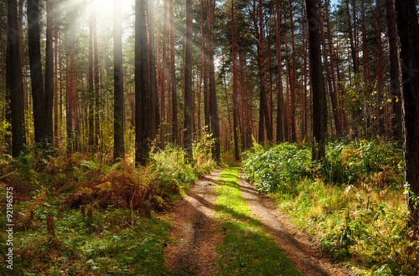 Fototapeta Autumn forest