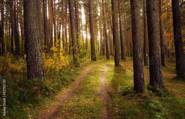 Fototapeta Autumn forest