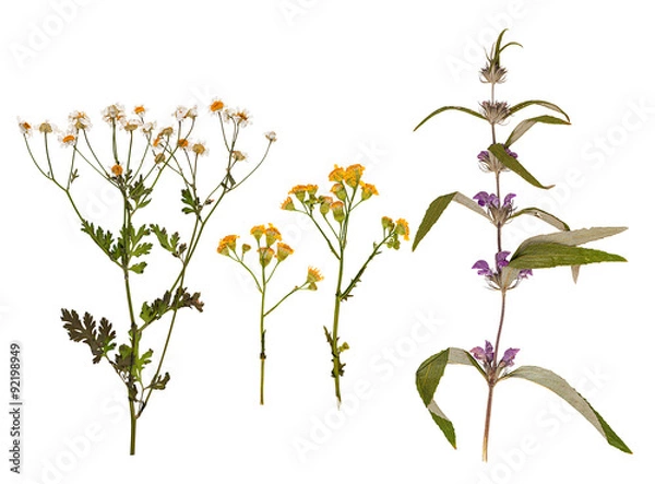 Obraz Set of wild dry pressed flowers and leaves