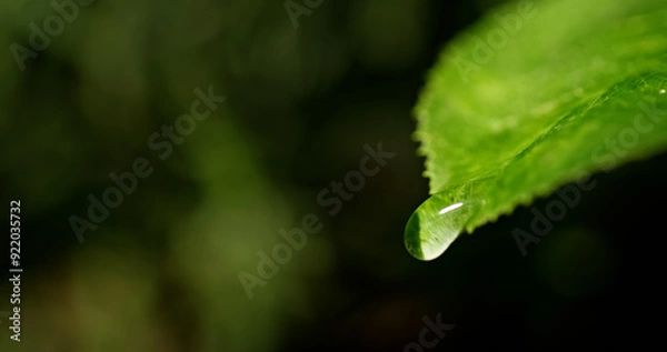 Fototapeta Water droplet clinging to the edge of a green leaf, with a blurred natural backdrop, showcasing delicate freshness.