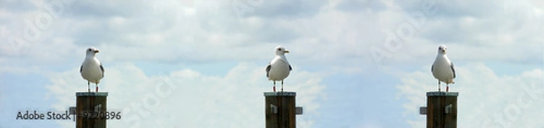 Obraz Trzy mewy na słupach