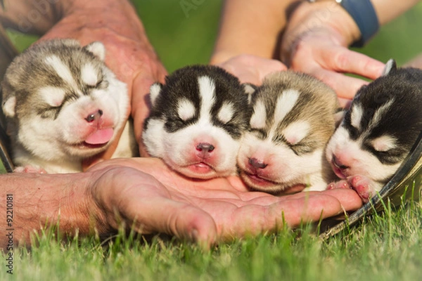Obraz Four puppies Siberian Husky. Litter dogs in the hands of the breeder. Newborn puppies with eyes closed