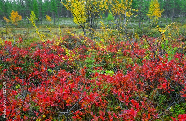 Obraz fiinish lapland