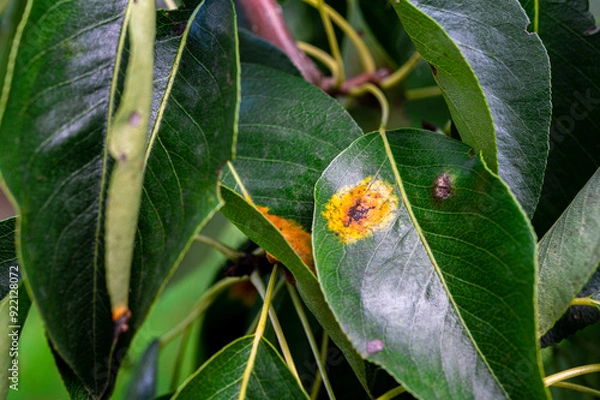 Fototapeta Pear diseases. Diseases on pear leaves