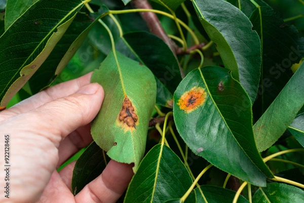 Fototapeta Pear diseases. Diseases on pear leaves