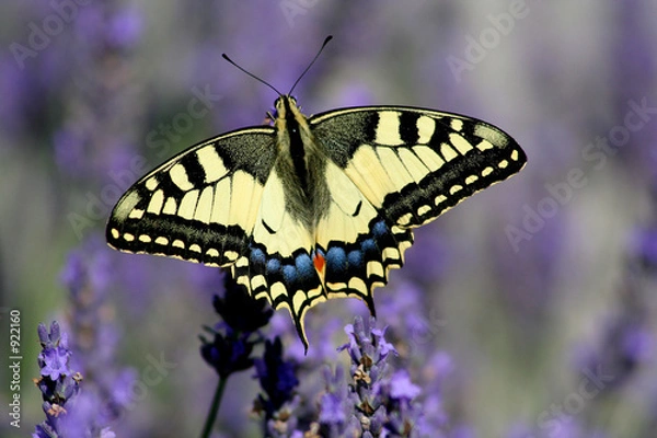 Fototapeta machaon