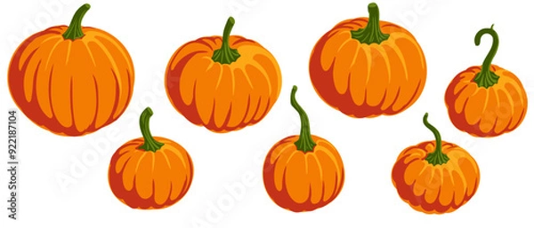 Fototapeta vector drawing vegetable, orange pumpkins , thanksgiving day element isolated at white background, hand drawn illustration