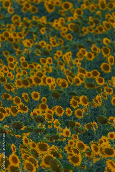Fototapeta An endless field of sunflowers stretches to the horizon, creating the illusion of infinity. A field of sunflowers against the backdrop of sunset or sunrise. Close-up. Bright yellow flowers.
