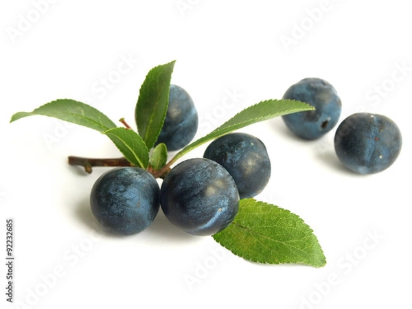 Obraz Blackthorn (Prunus spinosa)