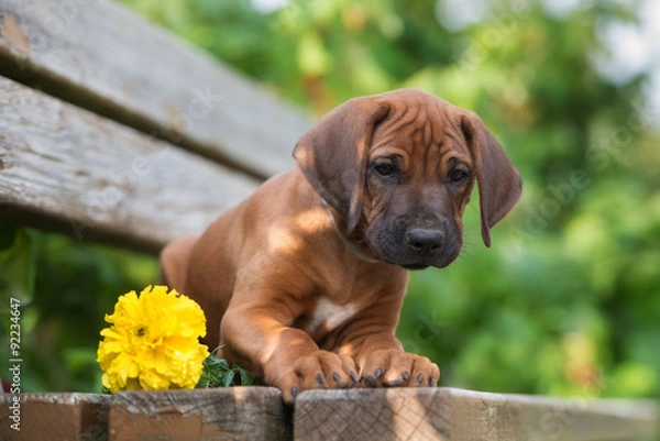 Fototapeta rhodesian ridgeback puppy portrait