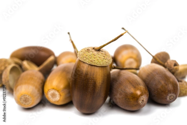 Fototapeta Acorn