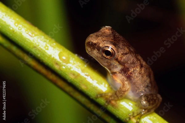 Fototapeta Tree Frog on a Blade of Grass