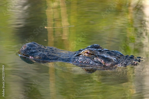Fototapeta Tight shot of an alligator head as it floats in the water