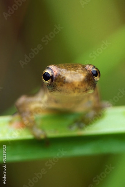 Fototapeta Tiny Tree Frog Lookin At Ya