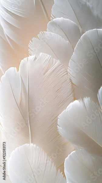 Fototapeta White feather background showing softness and purity