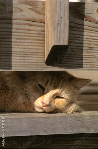 Fototapeta Cat Napping On Deck