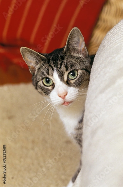 Fototapeta Cat Peeking From Behind Sofa